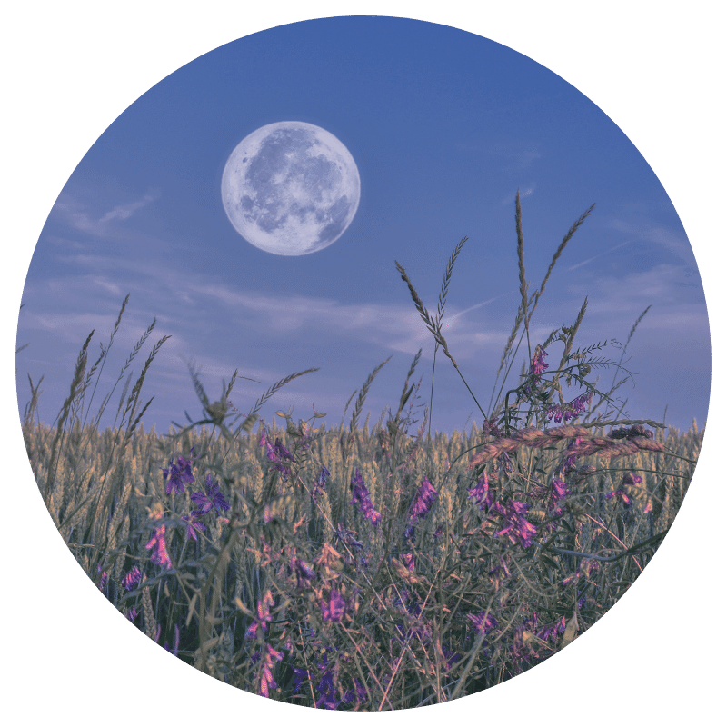full moon in the background on a blue sky, wildflowers in the foreground. Moon Magic and Menstrual Cycle
